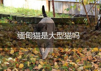 缅甸猫是大型猫吗