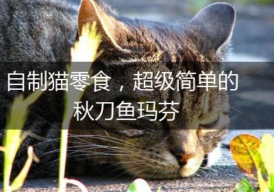 自制猫零食，超级简单的秋刀鱼玛芬
