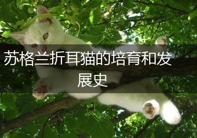 苏格兰折耳猫的培育和发展史