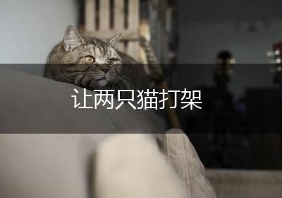 让两只猫打架