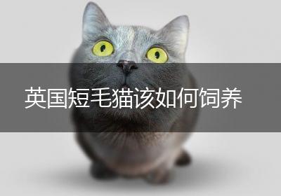 英国短毛猫该如何饲养