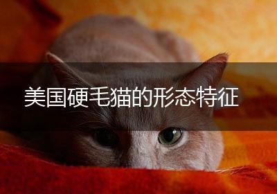 美国硬毛猫的形态特征