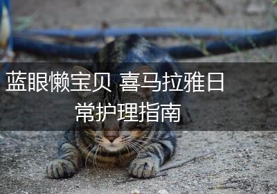 蓝眼懒宝贝 喜马拉雅日常护理指南