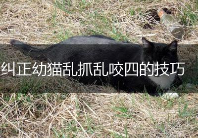 纠正幼猫乱抓乱咬四的技巧