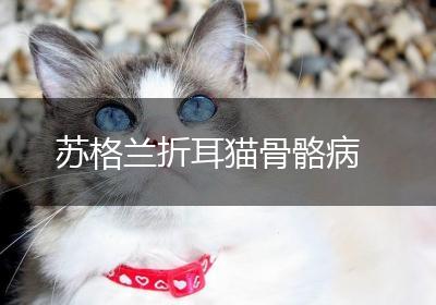 苏格兰折耳猫骨骼病