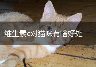 维生素c对猫咪有啥好处