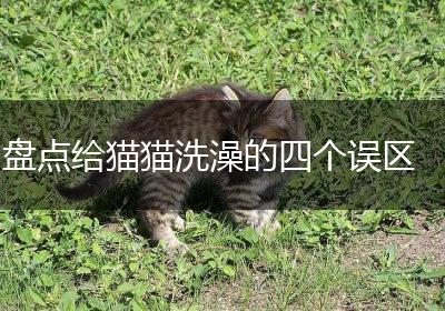 盘点给猫猫洗澡的四个误区