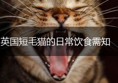 英国短毛猫的日常饮食需知