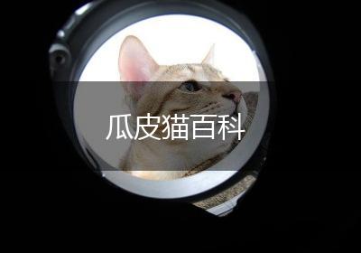 瓜皮猫百科