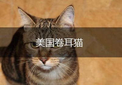 美国卷耳猫