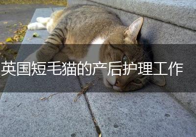 英国短毛猫的产后护理工作