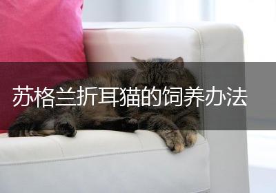 苏格兰折耳猫的饲养办法