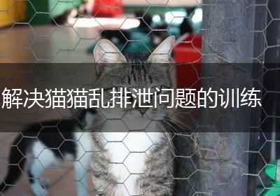 解决猫猫乱排泄问题的训练