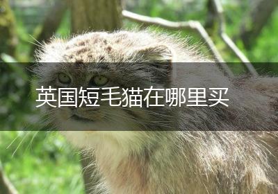 英国短毛猫在哪里买