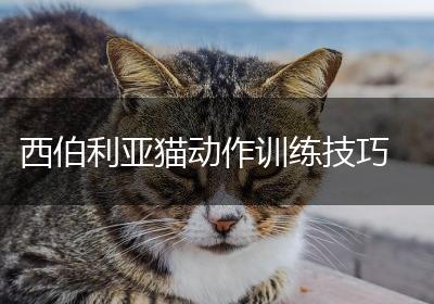 西伯利亚猫动作训练技巧