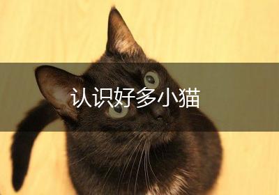 认识好多小猫