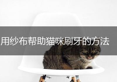 用纱布帮助猫咪刷牙的方法