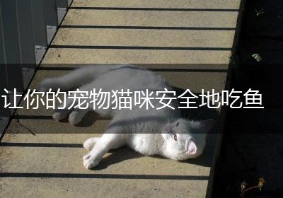 让你的宠物猫咪安全地吃鱼