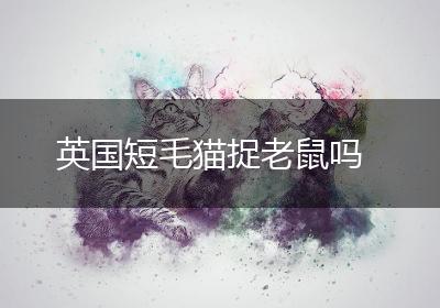 英国短毛猫捉老鼠吗