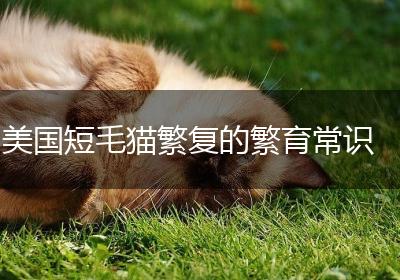 美国短毛猫繁复的繁育常识