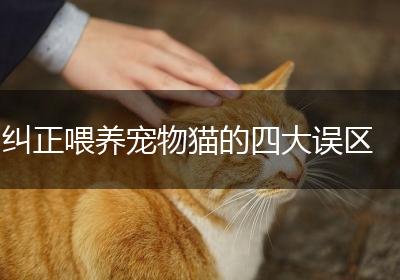 纠正喂养宠物猫的四大误区