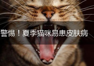 警惕！夏季猫咪易患皮肤病