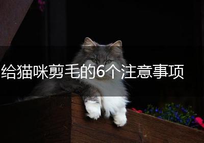 给猫咪剪毛的6个注意事项