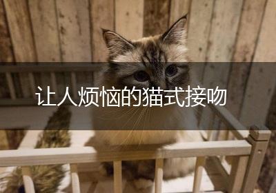 让人烦恼的猫式接吻