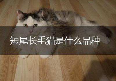 短尾长毛猫是什么品种