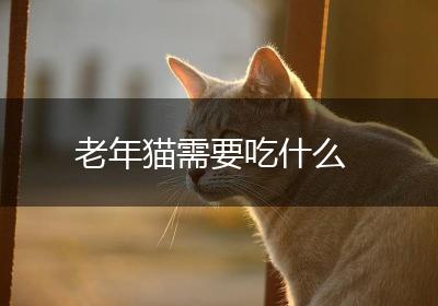 老年猫需要吃什么