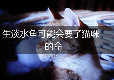 生淡水鱼可能会要了猫咪的命