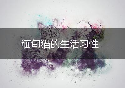 缅甸猫的生活习性