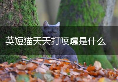 英短猫天天打喷嚏是什么