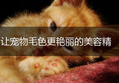 让宠物毛色更艳丽的美容精