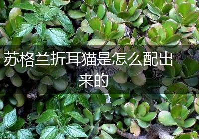 苏格兰折耳猫是怎么配出来的
