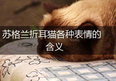 苏格兰折耳猫各种表情的含义