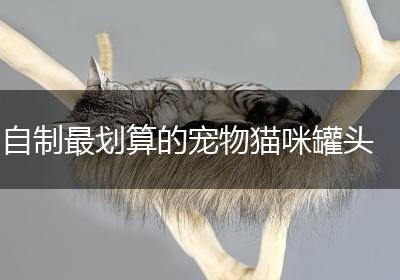 自制最划算的宠物猫咪罐头