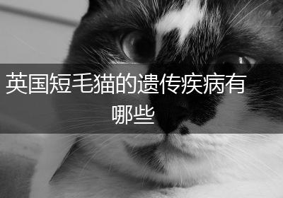 英国短毛猫的遗传疾病有哪些