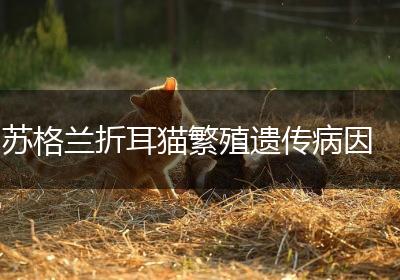 苏格兰折耳猫繁殖遗传病因
