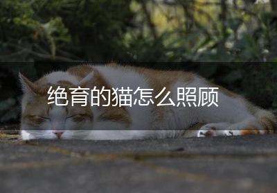 绝育的猫怎么照顾