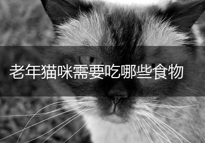 老年猫咪需要吃哪些食物