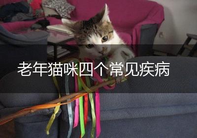 老年猫咪四个常见疾病
