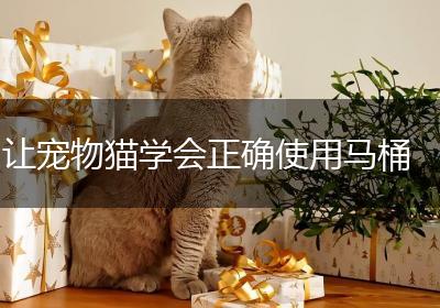 让宠物猫学会正确使用马桶