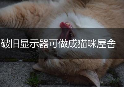 破旧显示器可做成猫咪屋舍