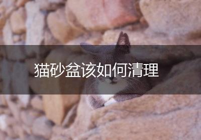 猫砂盆该如何清理