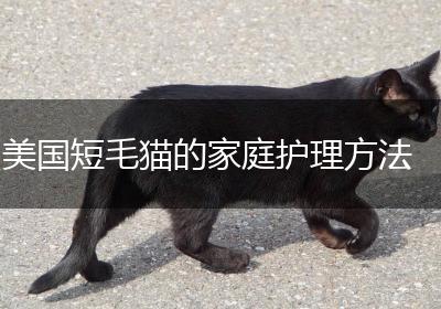 美国短毛猫的家庭护理方法