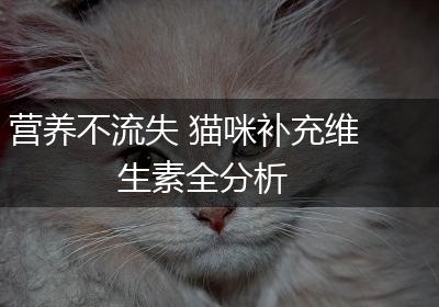 营养不流失 猫咪补充维生素全分析