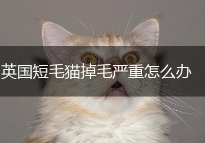 英国短毛猫掉毛严重怎么办