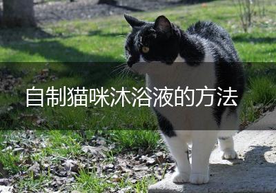 自制猫咪沐浴液的方法