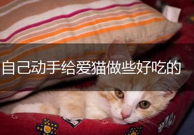 自己动手给爱猫做些好吃的